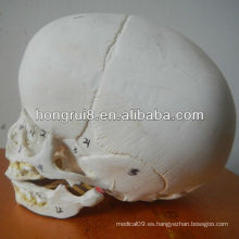Modelo de Cráneo Infantil ISO, Cráneo Anatómico